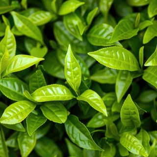 Seamless pattern background of green tea leaves AI generated