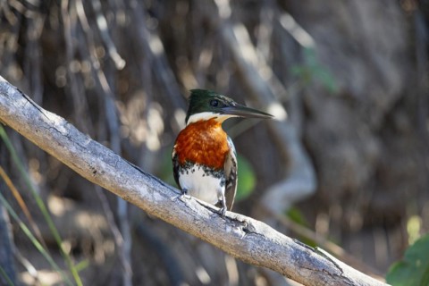 Green Kingfisher (Chloroceryle americana) Pantanal Brazil