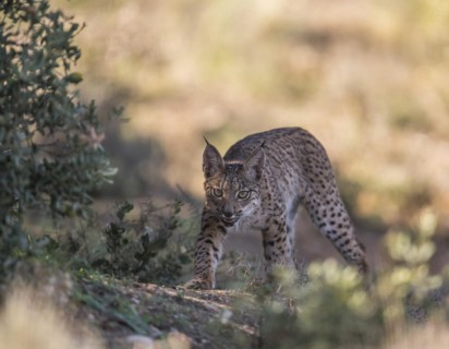 Iberian lynx young animal, Iberian lynx (Lynx pardinus), Extremadura, Castilla La Mancha, Spain,