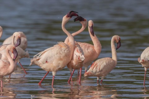 Lesser Flamingos (Phoeniconaias minor), Lake Ndutu, Ndutu Conservation Area, Tanzania, Africa