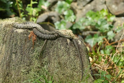 Dice Snake (Natrix tessellata) Pair of animals lying entwined on a tree stump, Hesse, Germany,