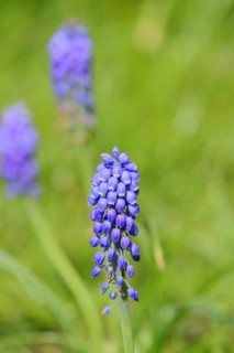 Grape hyacinths (Muscari botryoides), spring, early bloomers, Wilnsdorf, North Rhine-Westphalia,
