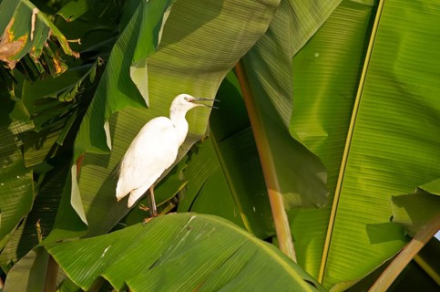 Cattle egret (Bubulcus ibis) on a Banana, Backwaters, Kumarakom, Kerala, India, Asia