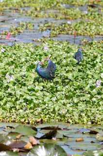 Grey-headed swamphens (Porphyrio porphyrio) on water hyacinths, Backwaters, Kumarakom, Kerala,