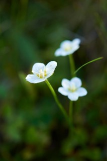Marsh grass of Parnassus (Parnassia palustris) blooming in the mountains at Hochalpenstrasse,