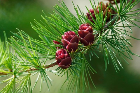 American Larch, spring, Germany, Europe