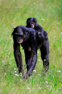 Bonobo, bonobo (Pan Paniscus), female, adult, young animal, foraging, Great ape, Primate,