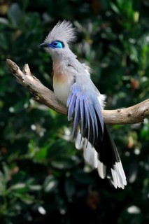 Crested coua (Coua cristata), Crested coua, adult, perch, captive, Madagascar, Africa