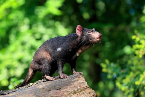 Tasmanian devil (Sarcophilus harrisii), adult, vigilant, on tree trunk, captive, Tasmania,