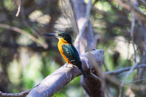 Two-coloured Kingfisher (Chloroceryle india) Pantanal Brazil