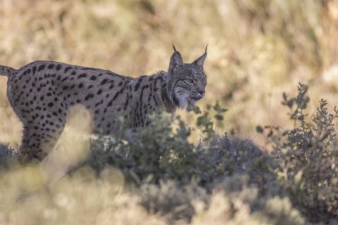 Pardell Lynx female, Iberian Lynx (Lynx pardinus), Extremadura, Castilla La Mancha, Spain, Europe