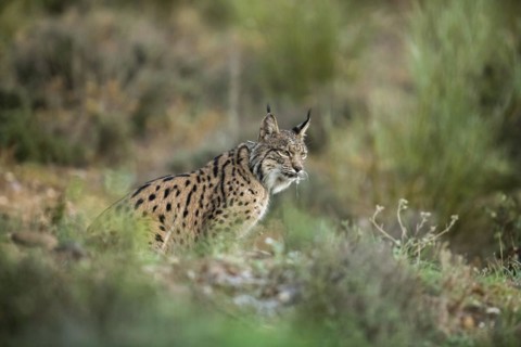Pardell Lynx female, Iberian Lynx (Lynx pardinus), Extremadura, Castilla La Mancha, Spain, Europe
