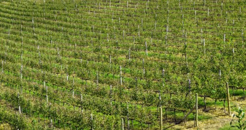 Vineyard of grapes in the Vale dos Vinhedos in Bento Goncalves, a gaucho wine