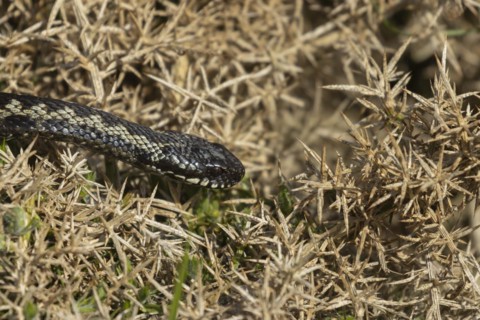 European adder (Vipera berus) adult snake on a gorse bush, England, United Kingdom, Europe