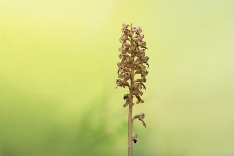 Bird's-nest orchid (Bird's-nest orchid nidus-avis), inflorescence with light reflections of the sun