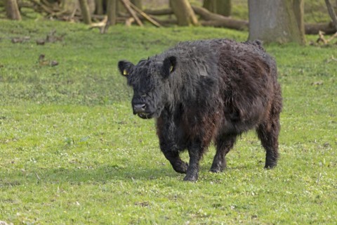 Galloway cattle, Geltinger Birch, Goldhoeft, Nieby, Schlei, Schleswig-Holstein, Germany, Europe