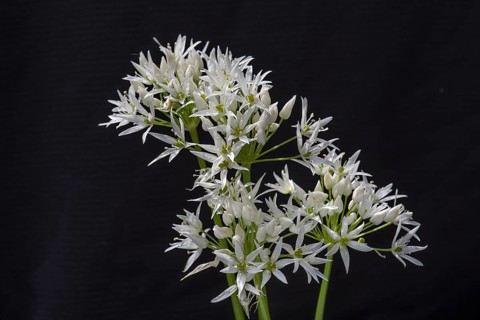 Wild garlic blossoms (Allium ursinum) on a black background, Bavaria, Germany, Europe