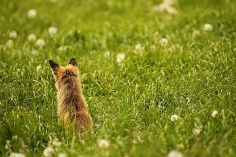 Fox (Vulpes vulpes) looking for fawns (Capreolus capreolus) in tall grass with faded common