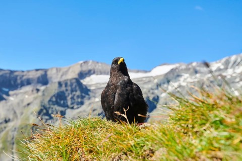 Yellow-billed chough (Pyrrhocorax graculus) sitting on a meadow in the mountains at