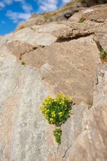Yellow mountain saxifrage (Saxifraga aizoides) blooming in the mountains at Hochalpenstrasse,