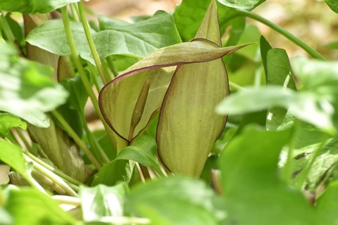 Leaves and flowers of the common arum (Arum maculatum) in the forest of the Hunsrueck-Hochwald