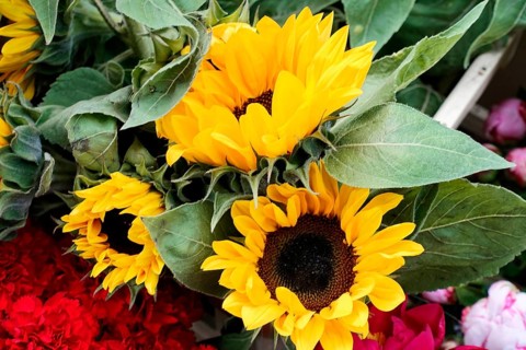 Fresh Sunflowers (Helianthus annuus), with large, yellow flowers and green leaves, flower sale,