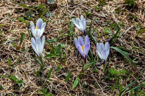 Spring Crocus (Crocus vernus), Dietersbachtal, near Oberstdorf, Allgaeu Alps, Oberallgaeu, Allgaeu,
