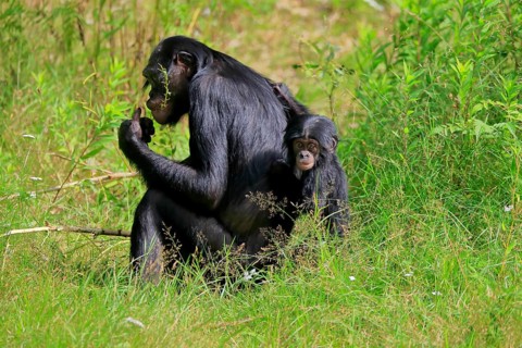 Bonobo, bonobo (Pan Paniscus), female, adult, young animal, feeding, Great ape, Primate,