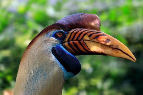 Knobbed Hornbill, (Rhyticeros cassidix), adult, portrait, captive