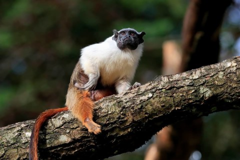 Pied tamarin (Saguinus bicolor), adult, tree, captive, Brazil, South America