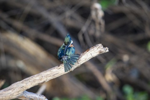 Green Kingfisher (Chloroceryle americana) Pantanal Brazil