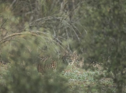 Pardell Lynx female, Iberian Lynx (Lynx pardinus), Extremadura, Castilla La Mancha, Spain, Europe