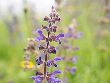 Meadow Clary (Salvia pratensis), near Riegersburg, Styria, Austria, Europe