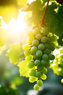 AI generated ripe grapes clinging to a vine sunlight dancing through the leaves accentuating their