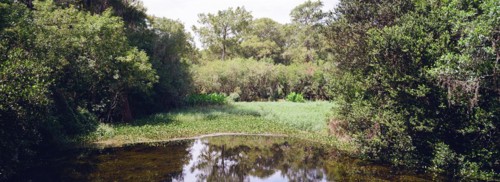 Kirby Storter Roadside Park, Tamiami Trail East, Ochopee, Everglades, Florida, USA, North America