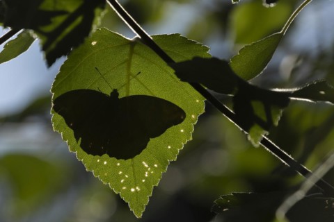 Silver-washed fritillary butterfly (Argynnis paphia) adult resting on a Hazel tree leaf in a