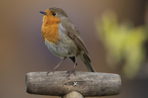 European robin (Erithacus rubecula) adult bird on a garden fork handle, England, United Kingdom,