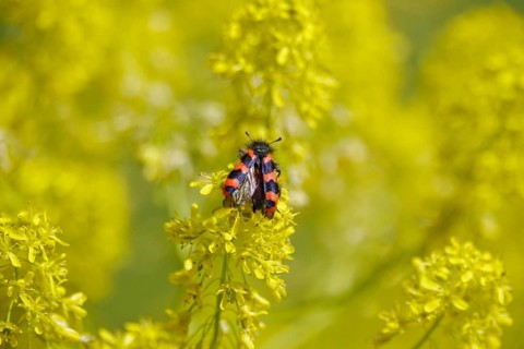 Shaggy bee beetle, spring, Germany, Europe