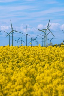 Wind turbines in the Luetetsburg wind farm behind a rape field on the North Sea coast, Hagermarsch,