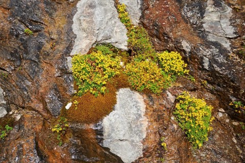 Yellow mountain saxifrage (Saxifraga aizoides) blooming in the mountains at Hochalpenstrasse,