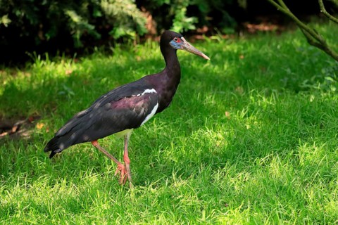 Abdim's stork (Ciconia abdimii), foraging, captive