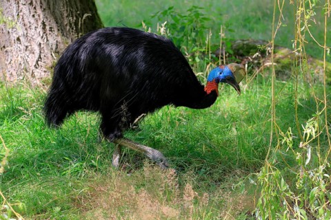 Northern cassowary (Casuarius unappendiculatus), adult, foraging, captive, Papua New Guinea,
