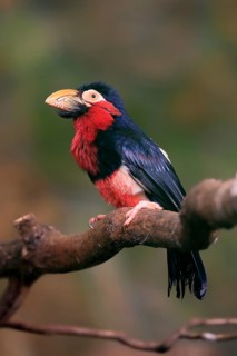 Bearded barbet, (Lybius dubius), adult, male, waiting, tree, captive