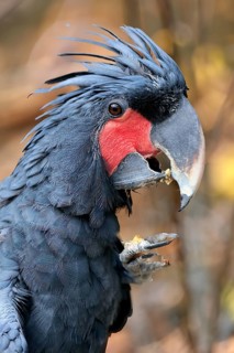Palm cockatoo (Probosciger aterrimus), adult, portrait, feeding, feeding, captive, Australia,