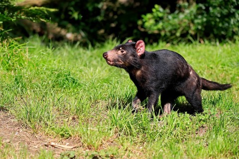 Tasmanian devil (Sarcophilus harrisii), adult, vigilant, captive, Tasmania, Australia, Oceania