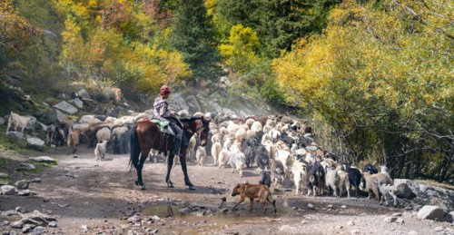 Riders driving a large flock of sheep on the road, Karkyra valley, Tuep rayon, Kyrgyzstan, Asia