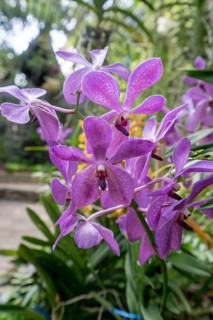 Beautiful orchids bloom in garden. Phuket, Thailand, Asia