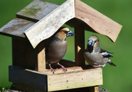 Hawfinch (Coccothraustes coccothraustes) during mating feeding in the bird house in spring