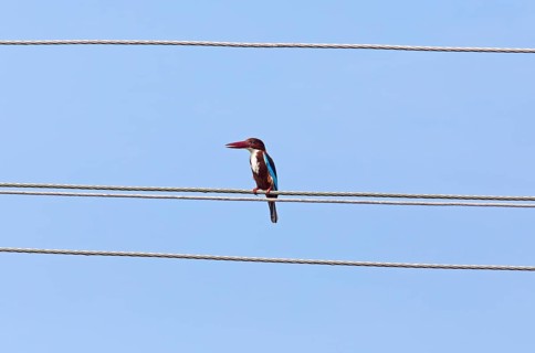 White-throated kingfisher (Halcyon smyrnensis) or Common kingfisher against a blue sky, Backwaters,