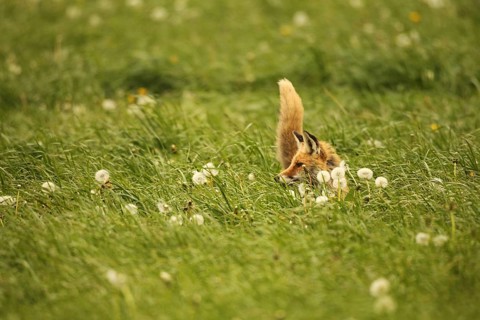 Fox (Vulpes vulpes) looking for fawns (Capreolus capreolus) in tall grass with faded common